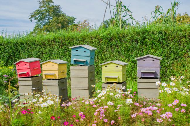 Installer de jolies ruches dans le jardin