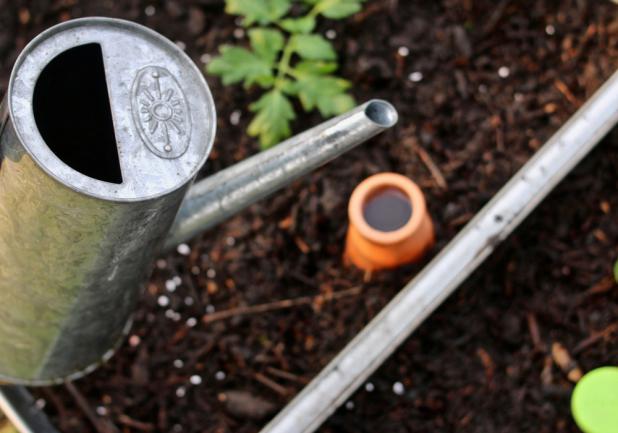 Irrigation des plantes à l'aide d'une olla