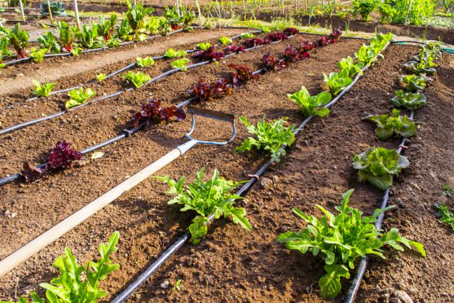 Irrigation goutte à goutte d'un potager