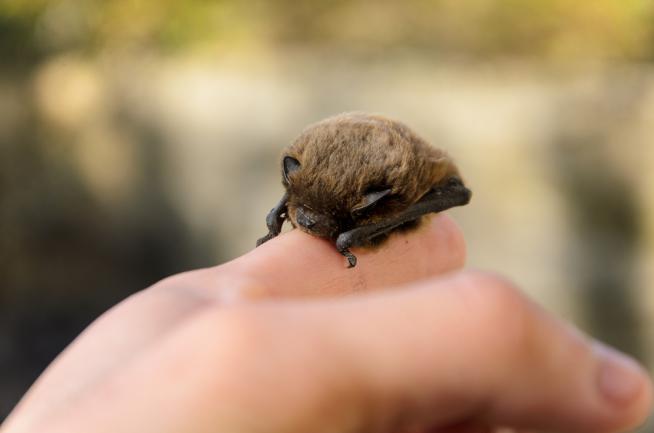 La pipistrelle (Pipistrellus pipistrellus), bienvenue dans le jardin, car elle se nourrit des moustiques, etc.