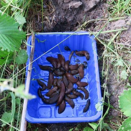 Limaces piégées dans un récipient avec de la bière