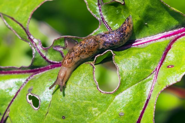 Lutter contre escargots et limaces