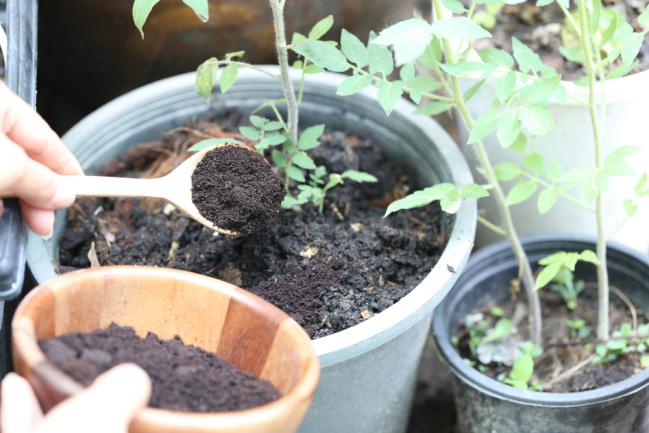 Marc de café utilisé pour amender un plant d'arbre