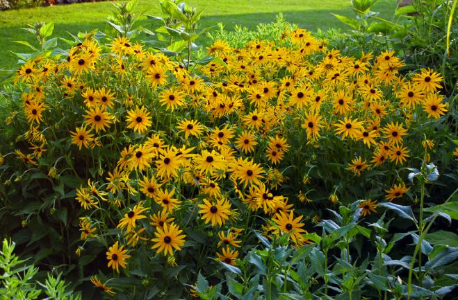 Massif de rudbeckia