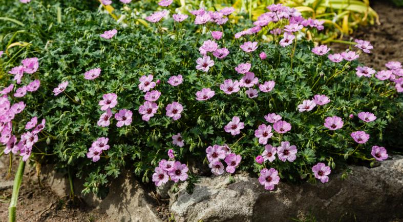 Massif rocailleux avec geranium vivace