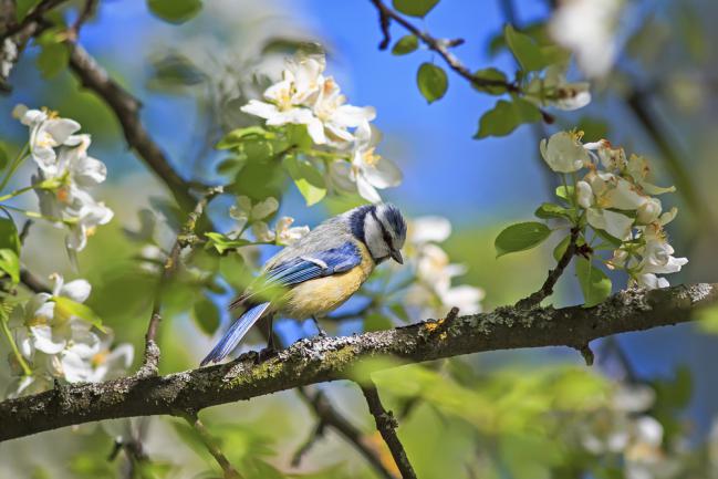 Mesange sur un pommier au printemps