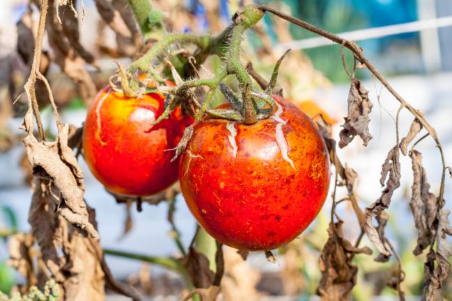 Mildiou tige et feuilles tomate