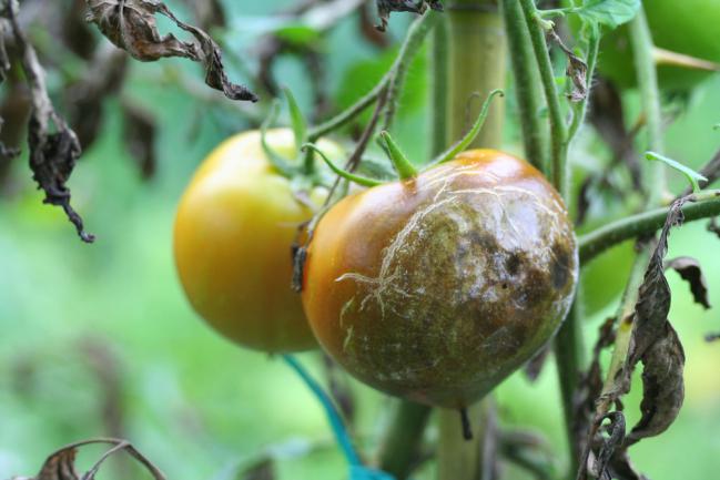 Mildiou tomates