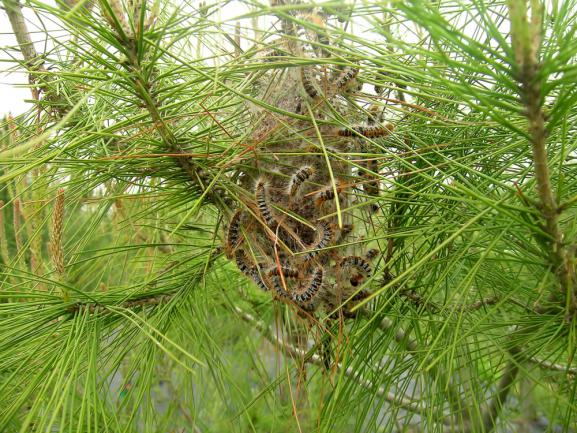 Nid d'une processionnaire du pin