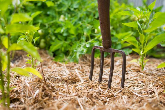 Paillage d'un jardin potager