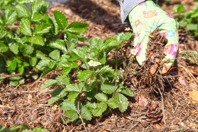 Paillage de terre d'une plantation de fraises