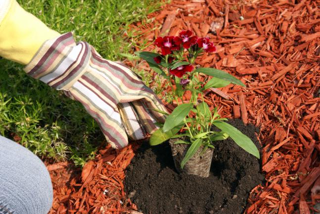 Pailler le sol à la plantation avec du brf