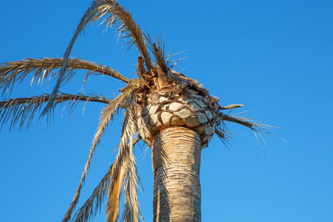 Palmier malade