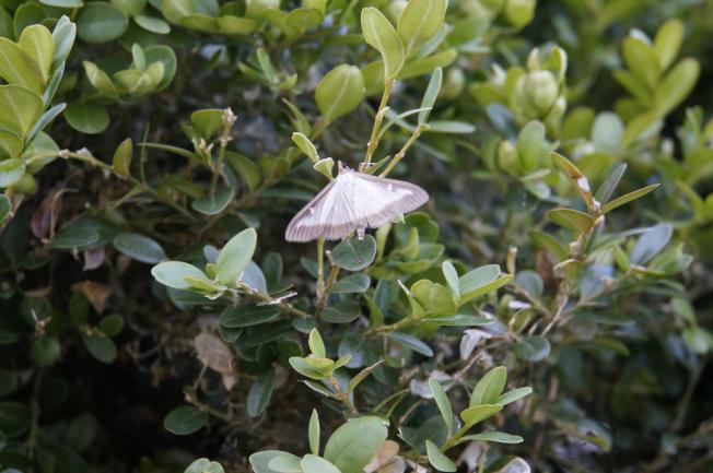 Papillon de la pyrale du buis