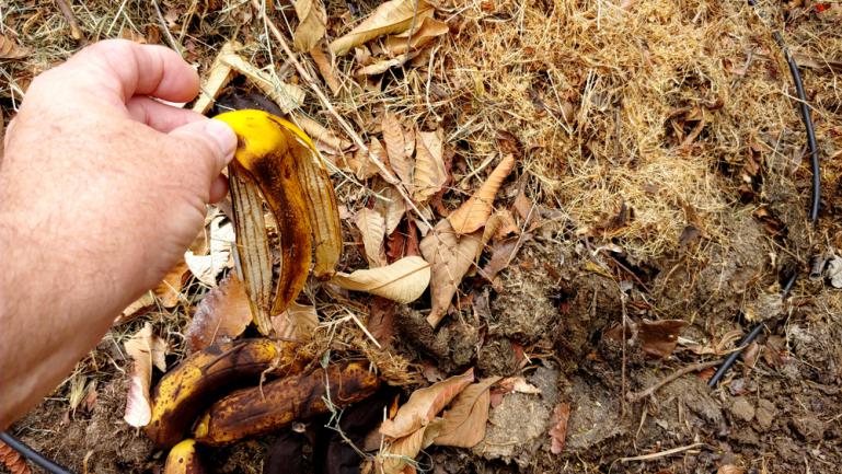 Peau de banane mélangée directement au sol pour le semis ou la décomposition en engrais