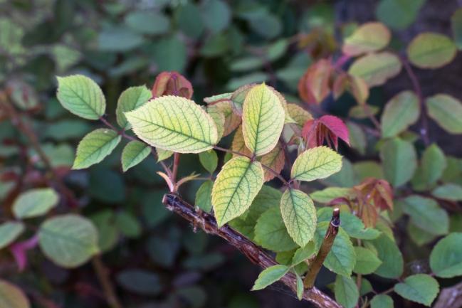 Phénomène de chlorose - rosier montrant une carence en fer