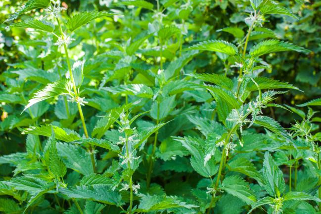 Planter des orties dans le jardin