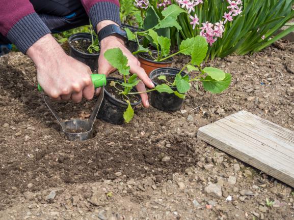 Planter des vivaces dans une terre fertilisée en engrais bio