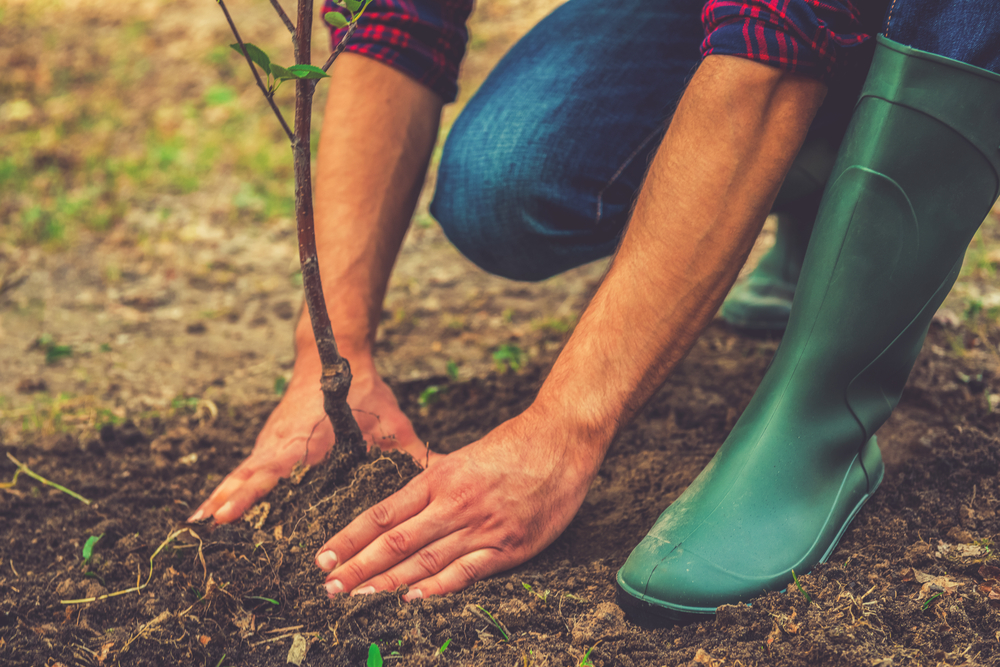 Planter un arbre dans le jardin