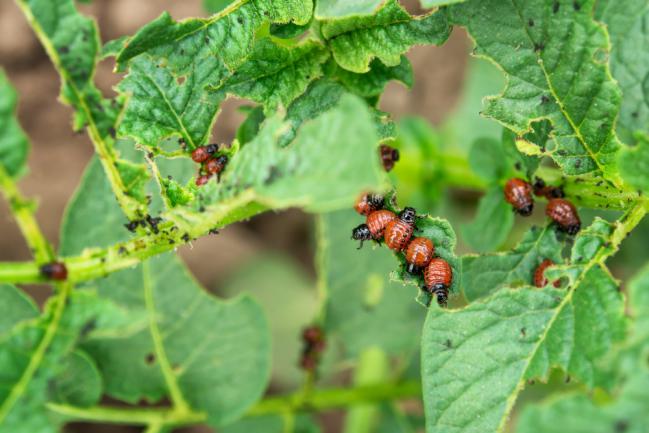 Plantes ravagées par les doryphores