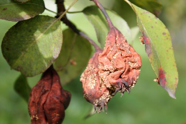 Poire pourrie à cause de la Monilia ascomycete