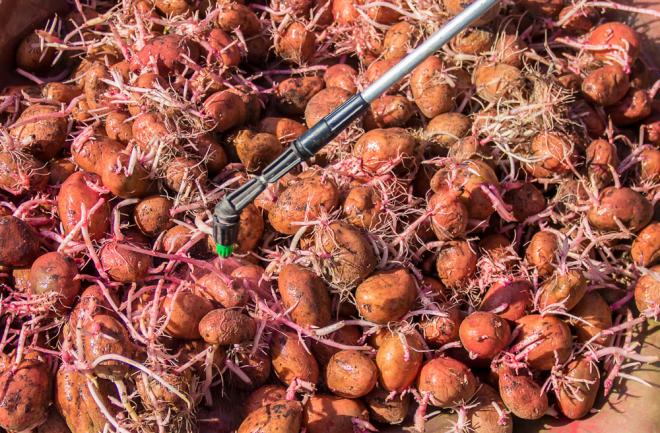 Pommes de terre à planter traitées contre les doryphores