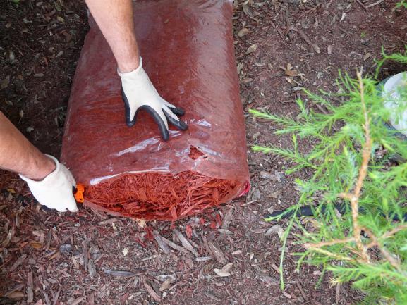 Préparation a repartir un paillis de cyprès ornemental sur le jardin