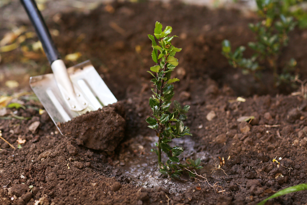 Prestation de plantation d'arbre : apport d'engrais, arrosage et matériel