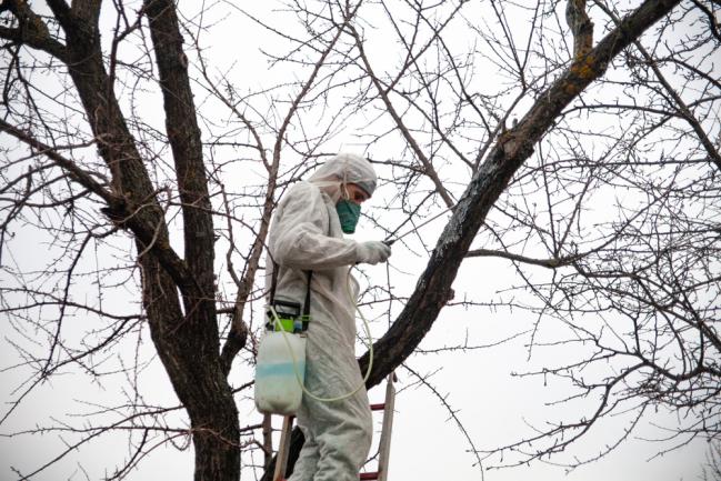 Pulvérisation d'insecticide sur l'arbre