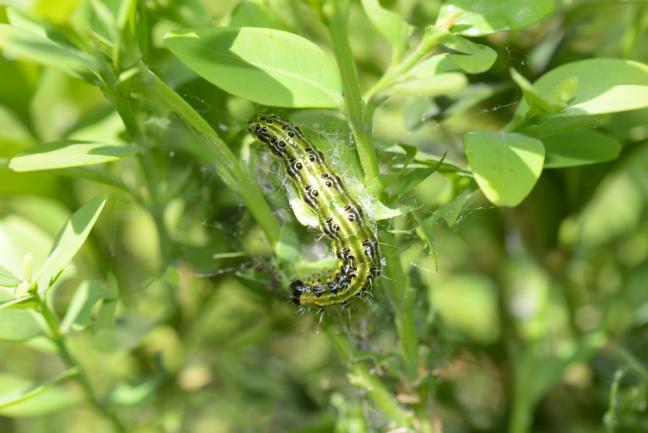 Pyrale du buis ou Cydalima perspectalis