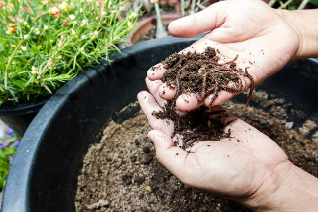 Réintroduire des vers de terre dans le jardin