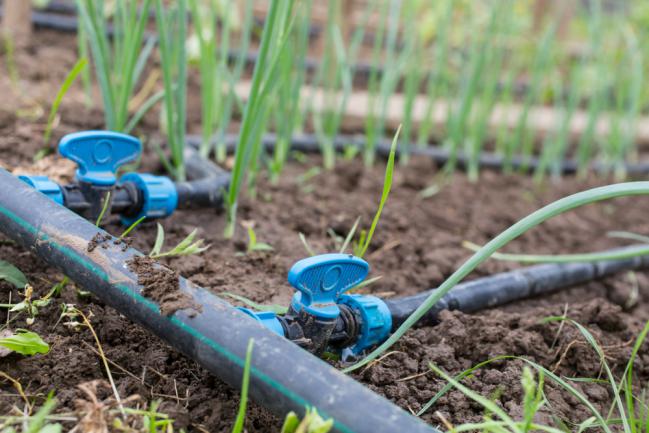 Arrosage goutte à goutte automatique avec réservoir d'eau