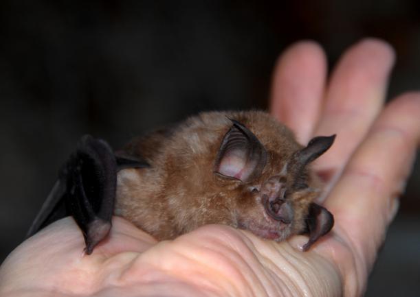 Rhinolophus ferrumequinum, chauve-souris du Languedoc Roussillon, France