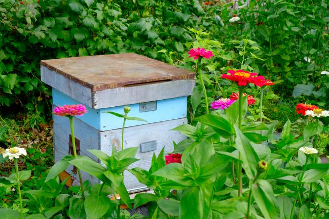 Ruche dans un jardin