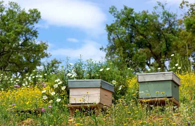 Ruches pour abeille