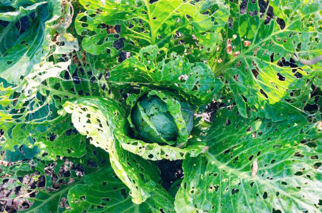 Signe de la présence d'escargots ou de limaces ravageurs