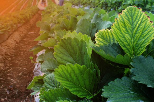 Signes de carence en magnesium chez le fraisier