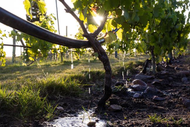 Système d'arrosage goutte a goutte d'un verger