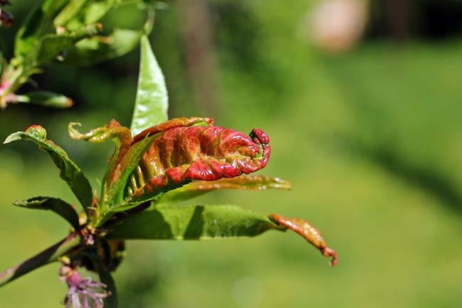 Taphrina deformans