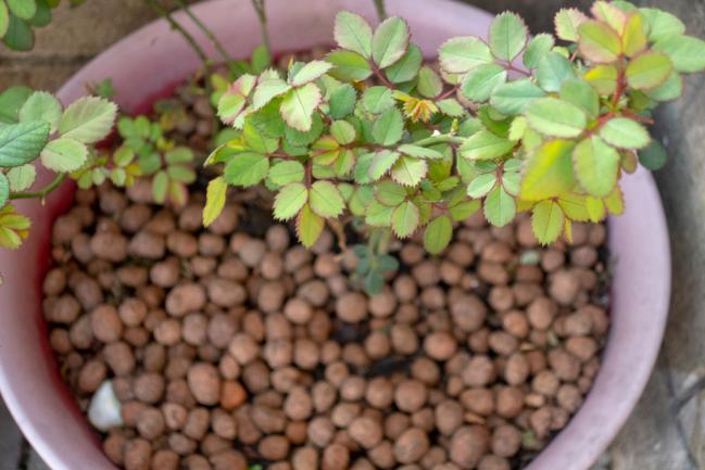 Traitement du chlorose du rosier à l'aide de fertilisant