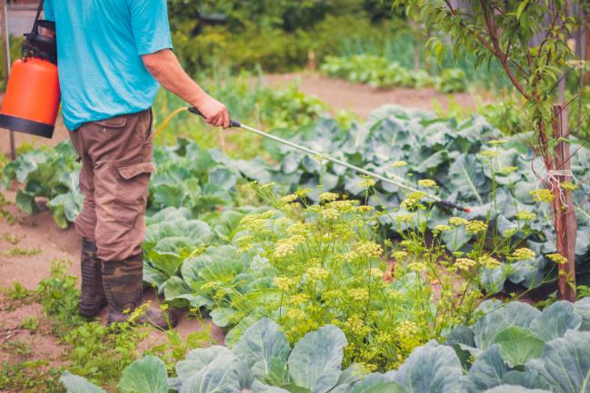 Traitement des ravageurs de légumes