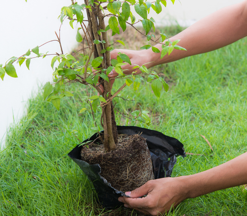 Transplanter un arbre