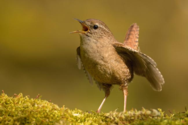 Troglodyte mignon dans le jardin