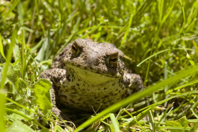 Un crapaud dans le jardin