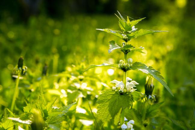 Urtica dioica ou ortie