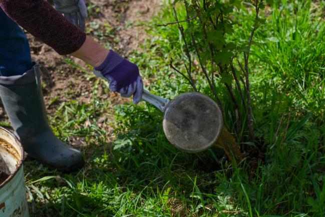 Utiliser le purin d'ortie comme fertilisant