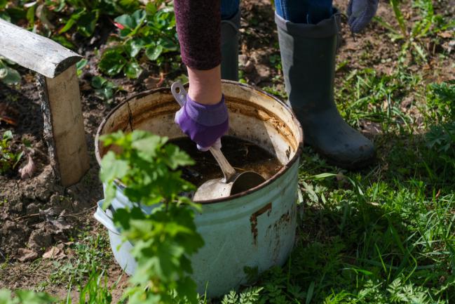 Utiliser le purin d'ortie comme fertilisant