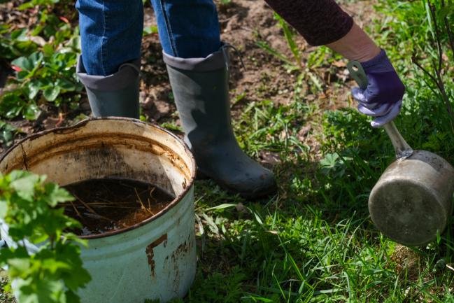 Utiliser le purin sur les arbustes du jardin