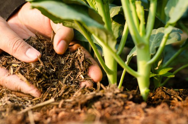 Utiliser un engrais organique à base de bouse de volaille pour améliorer le potager