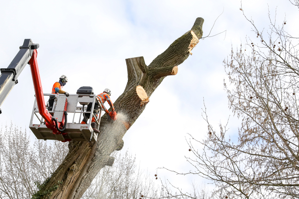 Abattage d'arbre utilisant une nacelle